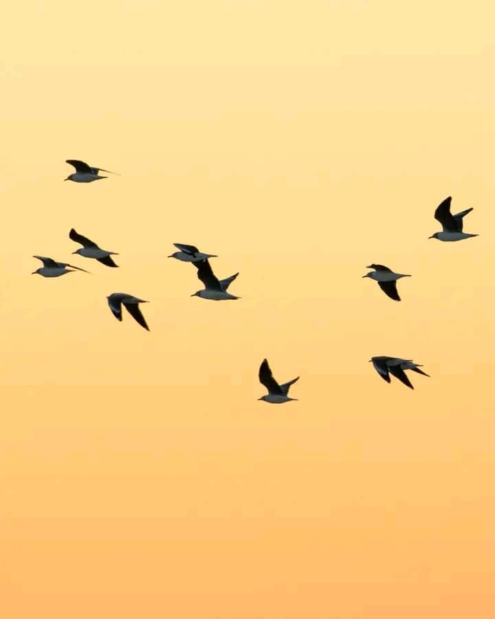 Birds in flight at sunset