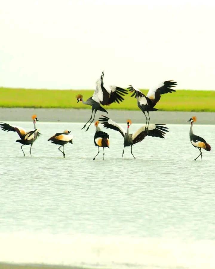 Crowned cranes at the sanctuary