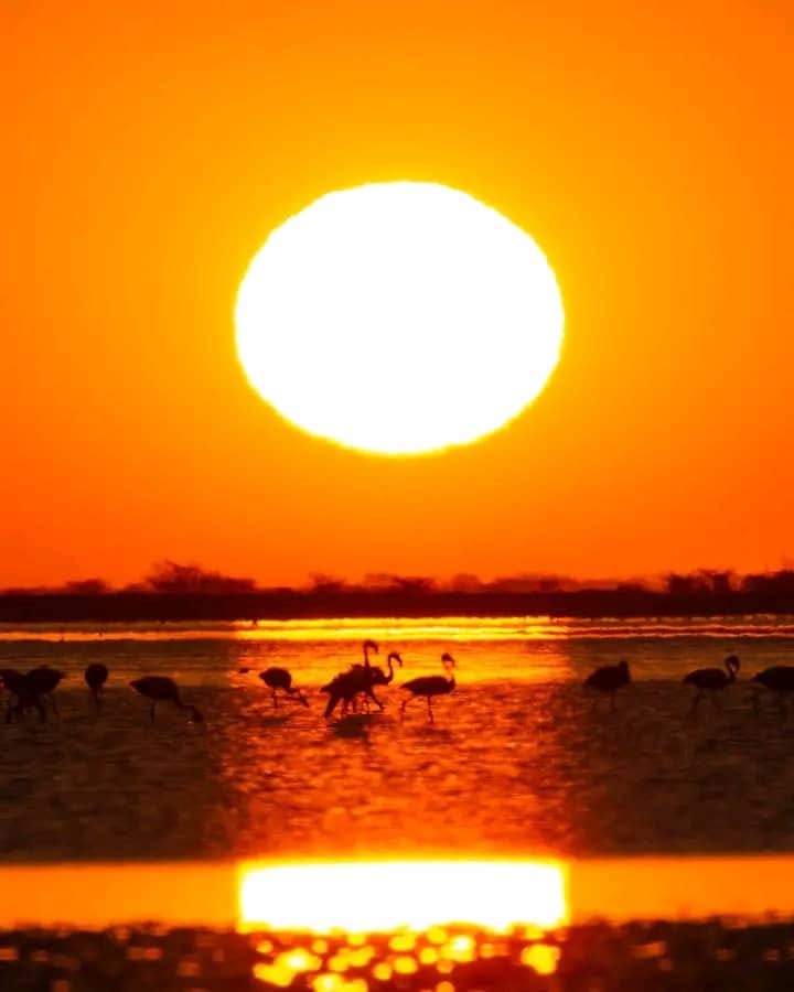 Flamingos at sunset on the Sua Pan