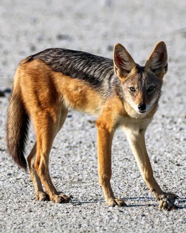Jackal in the sanctuary