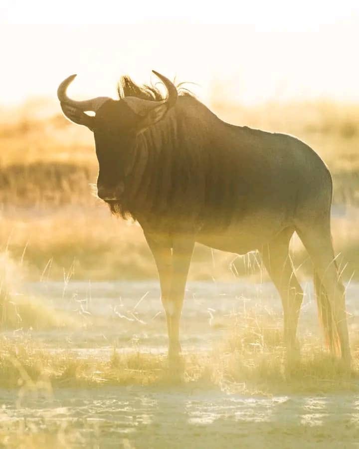 Wildebeest in golden light